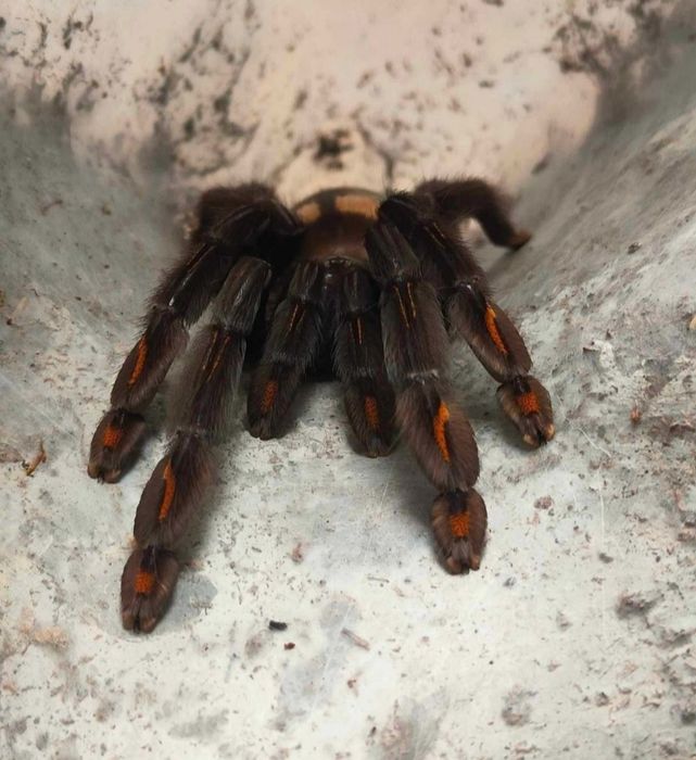 Psalmopoeus irminia L2