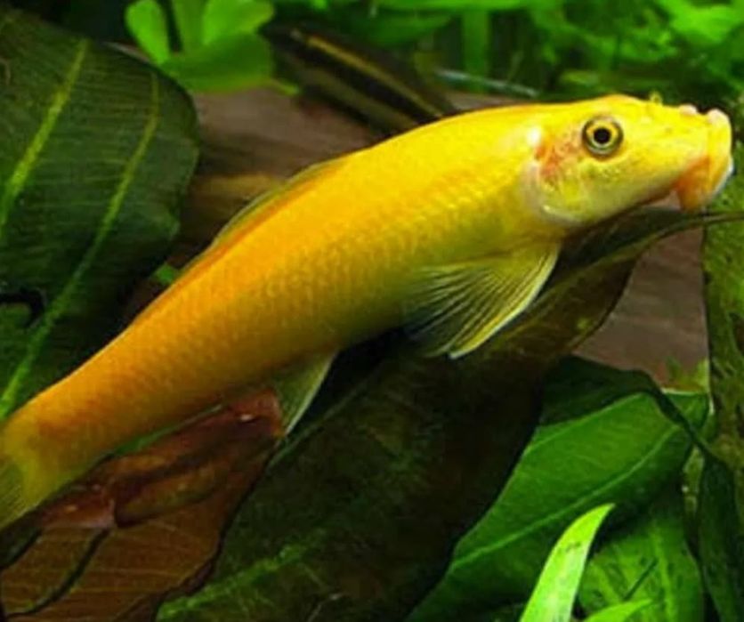 Comedor de Algas Chinês Gold – 12 cm