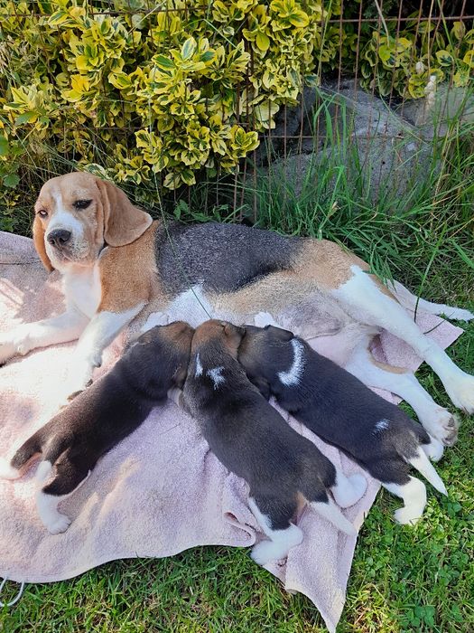 Beagle szczeniak ZKwP(FCI)
