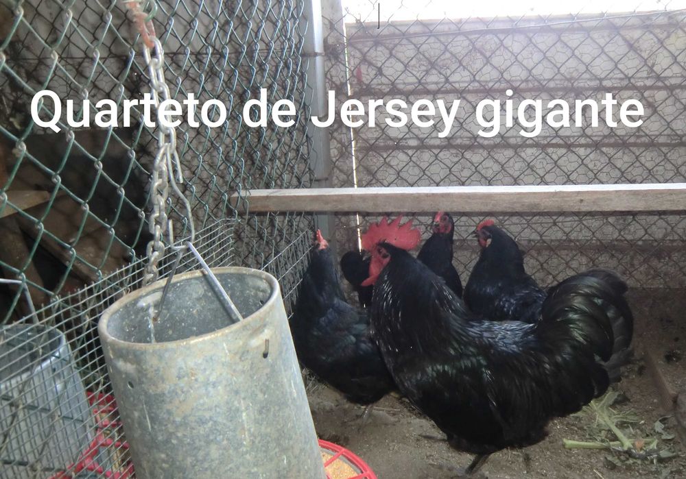 Vendo ovos e pintos  Jersey Gigante, Malines e Rhode Island Red