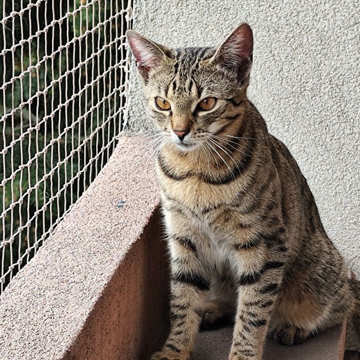 Pączek czeka na dom