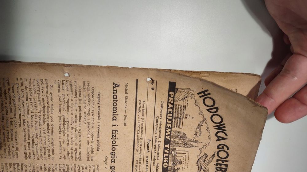 Hodowca gołębi pocztowych 9 1948