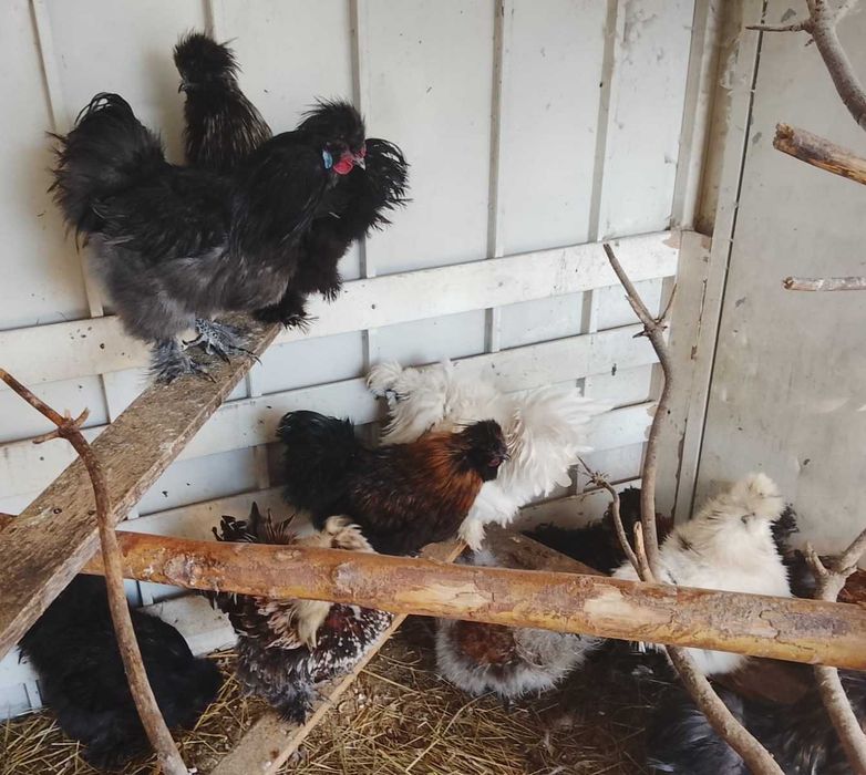 Sprzedam kogutki silki