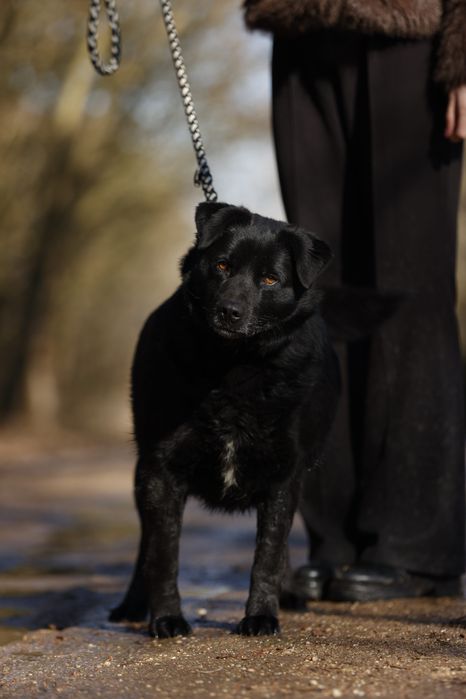 Mini labrador Samuraj poleca się do adopcji