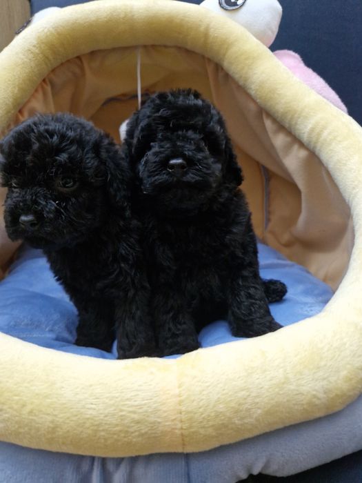 Pudel miniaturowy/toy szczeniak pełen uroku.