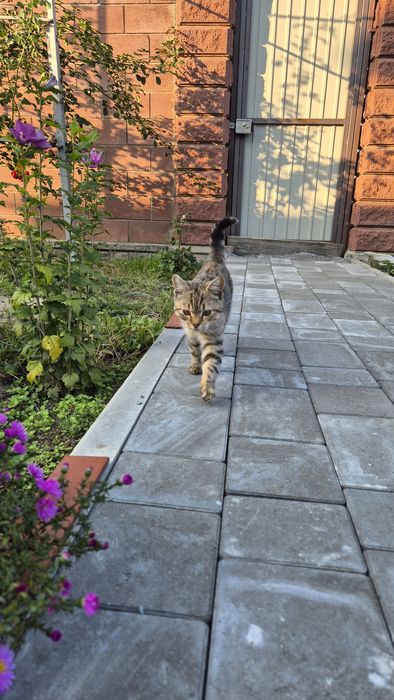 Віддам кошеня дівчинку