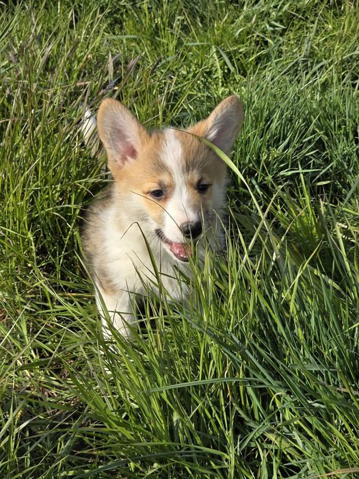 Welsh Corgi Pembroke