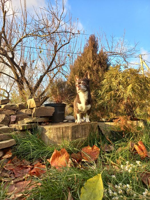 Вязка чихуахуа шоколадный кобель