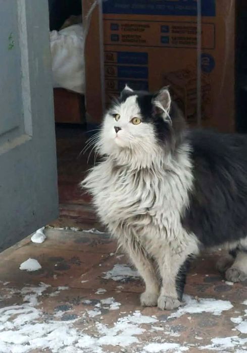 Пушистый котёнок подросток 6 мес. ищет дом! Котята в хорошие руки!