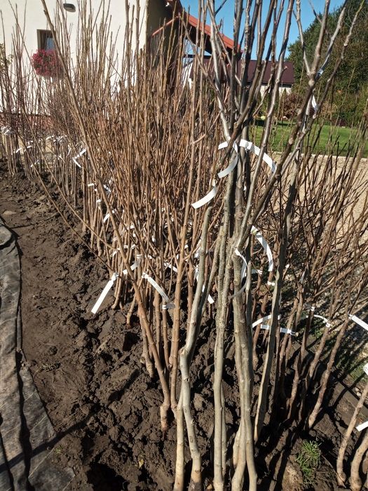 Drzewka owocowe Darowice 35 A