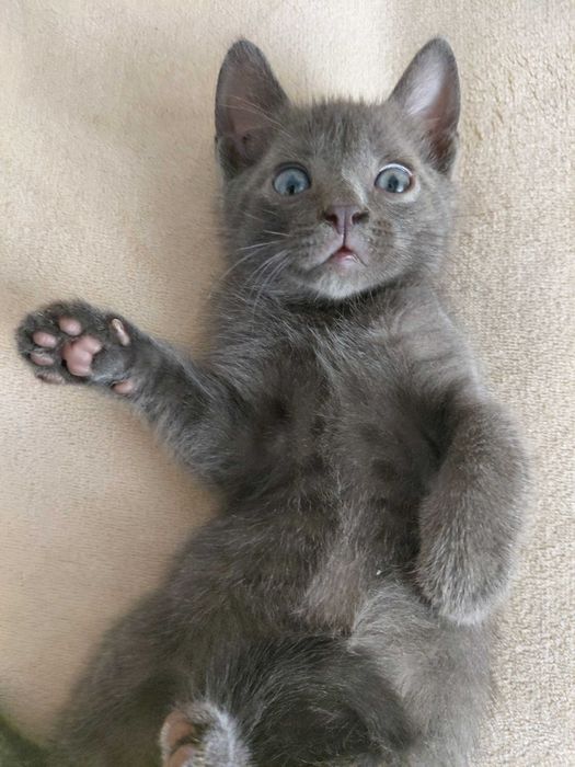 Маленький срібний котик безкоштовно