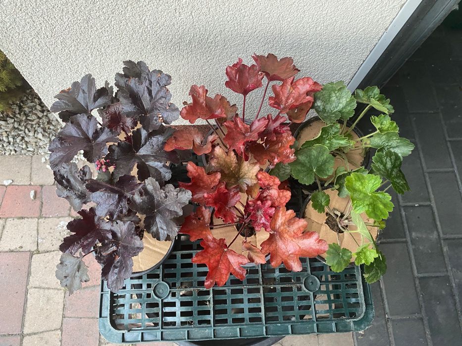 Żurawki sadzonki - różne odmiany