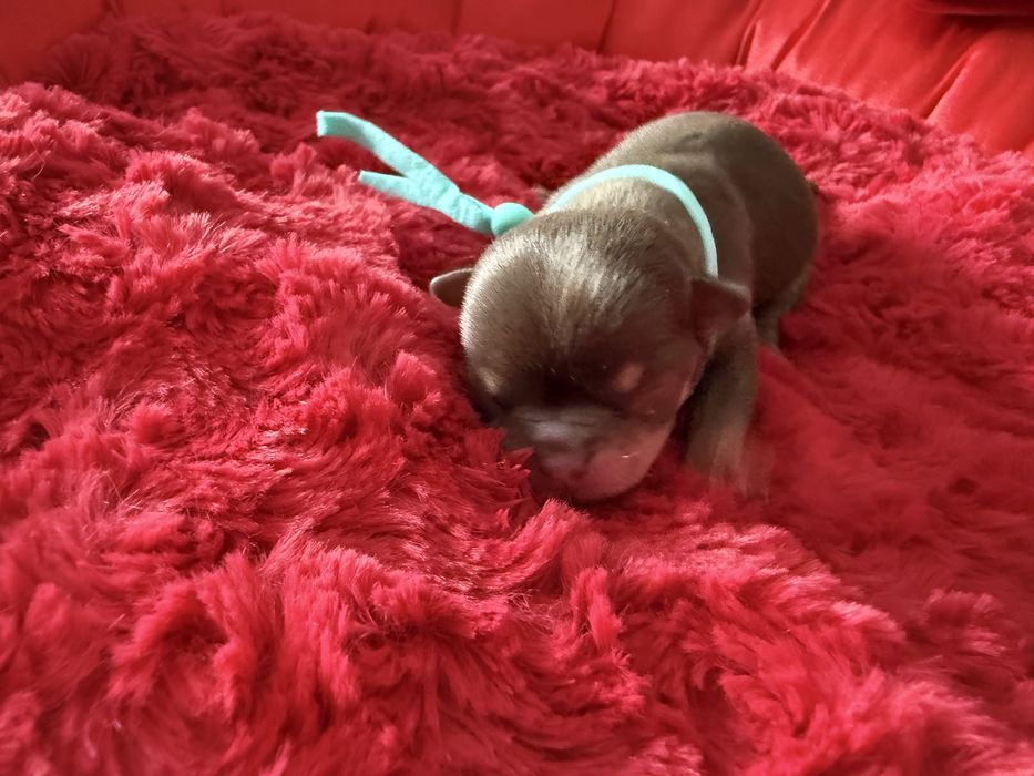 Chihuahua krotkowlosa