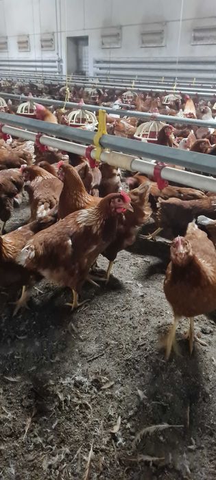 Kury nioski młode z pierwszym jajkiem prosto od hodowcy.Zdrowe Kury