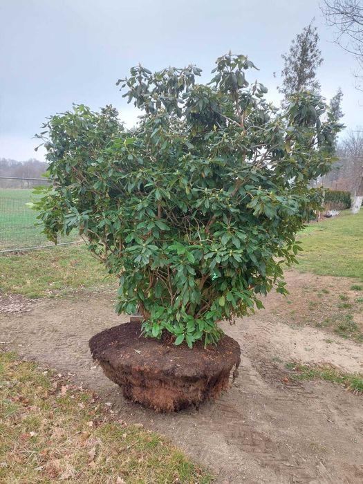 Rhododendron, różanecznik