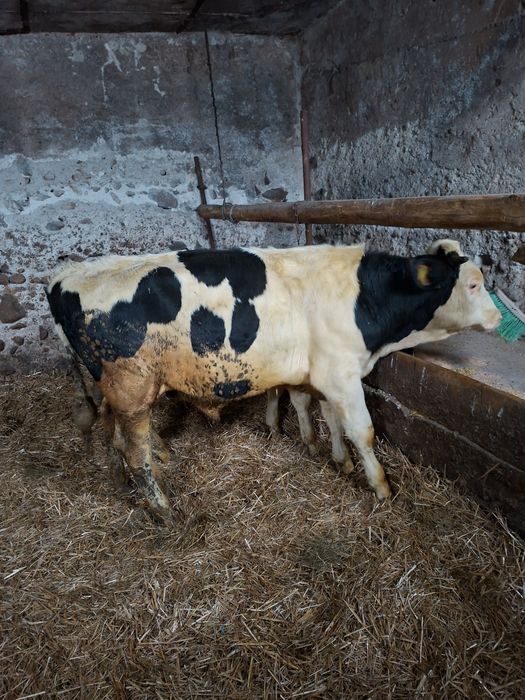 Byczki Jałówki odsadki żeruny cielaki