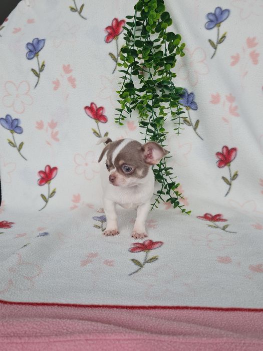 Excelente menina mini Chihuahua/Chiuaua de Qualidade,LinhagemRussa