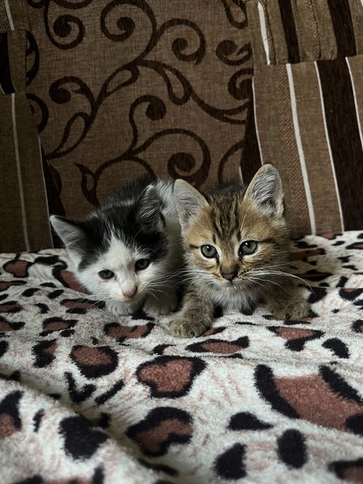 кошенята хлопчики