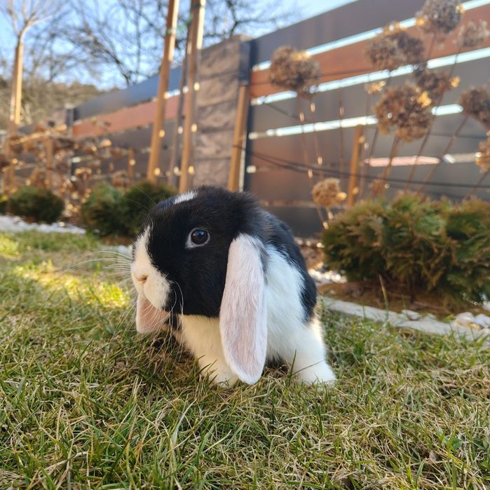 Mini Lop z  Hodowli Kraków