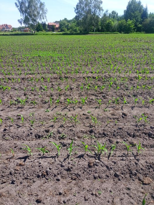 Siewnik do kukurydzy Gaspardo MTE