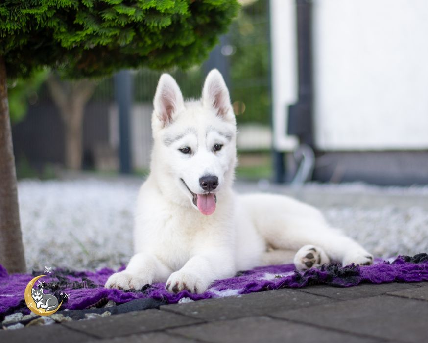 Szczeniak Siberian Husky z rodowodem ZKwP/FCI