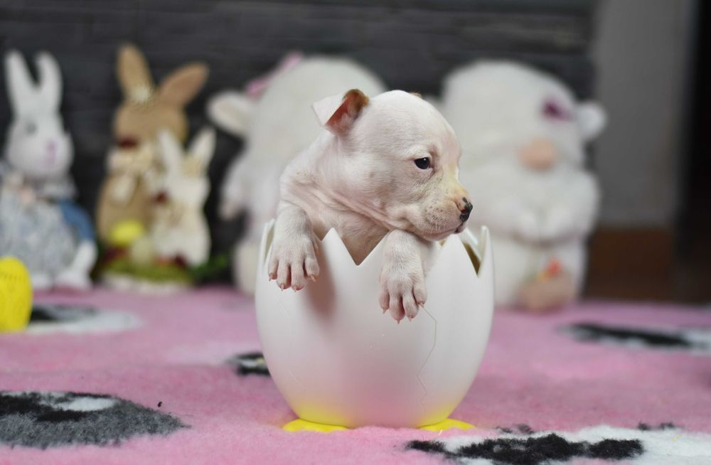 Piesek Amstaff "BART SIMPSON" ZKwP FCI – zdrowy i świetnie się rozwija