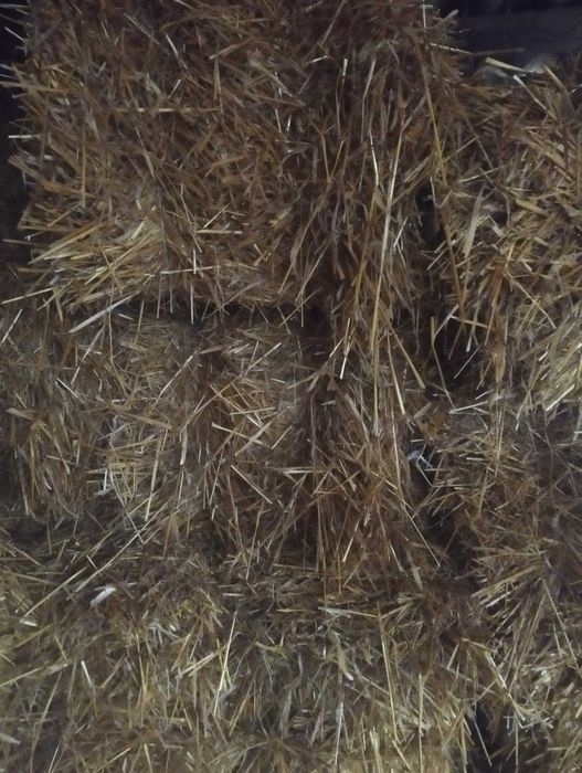 Солома пшенична та вівсяна  в тюках