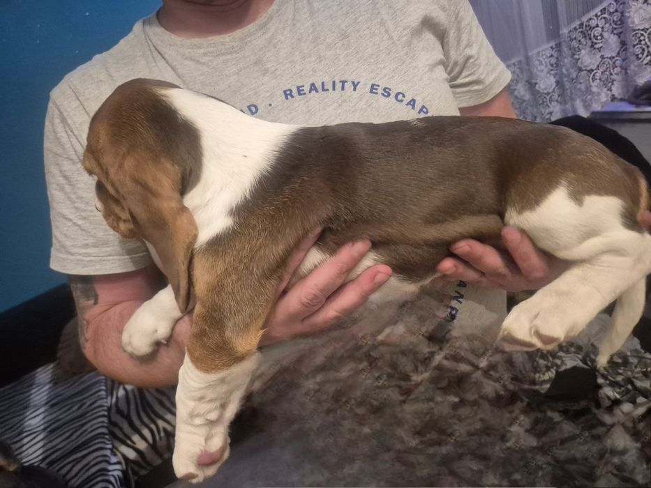 Suczka Beagle szczeniak