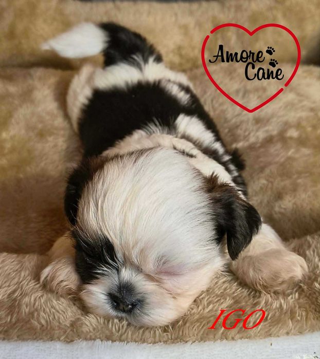 Przepiękny piesek shih-tzu IGO.