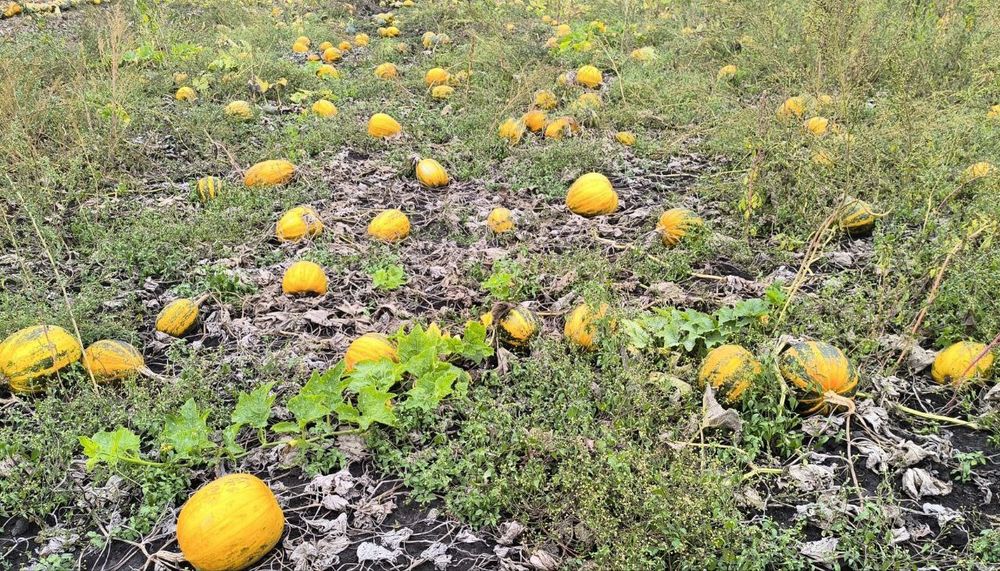 Насіння гарбуза.  "Український багатоплідний, ціна 100 грн за 1 кг.