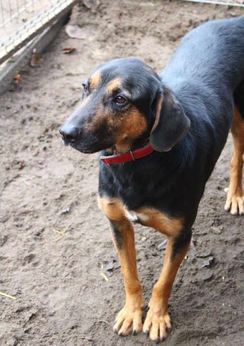 Szarnek - przyjazny i kontaktowy, dla aktywnej rodziny