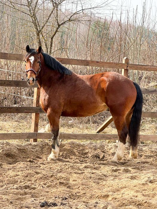 Wałach 4-letni pod siodło i zaprzęg