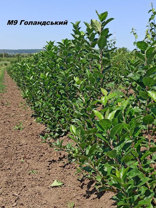 Підщепи М9, ММ106, М26, жерделя, алича, Кольт, Антипка