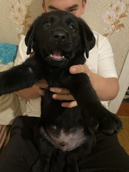 Цуценя лабрадора