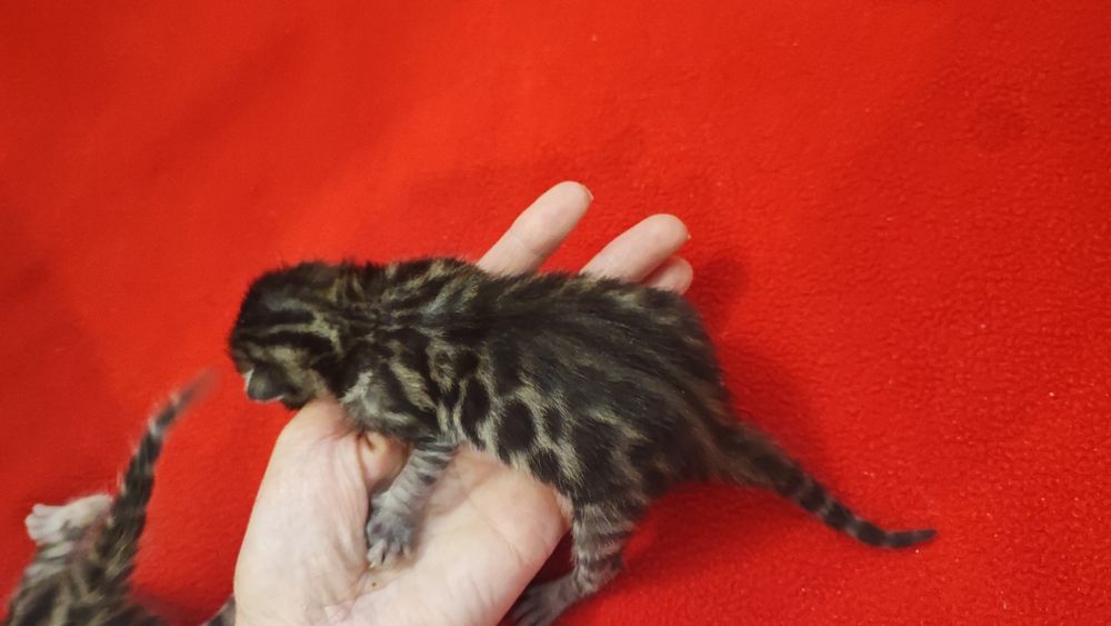 Бронювання бенгальських кошенят. Документи клубу WCF