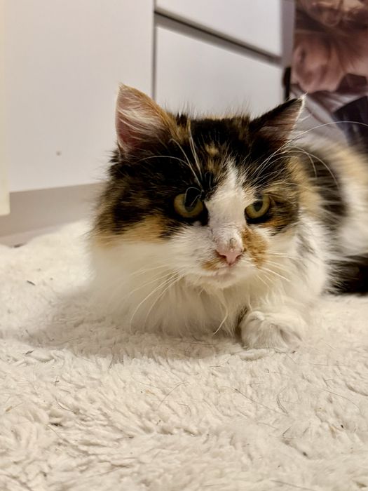 Długowłosa kotka tricolor