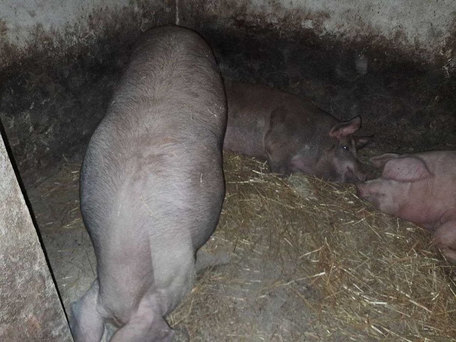 Продам свині 180-200 кг. 90грн