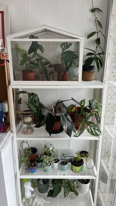 Planta monstera acuminata