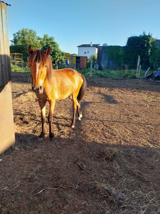 Ponei femea 127cm / pai garrano 3 anos, livro verde