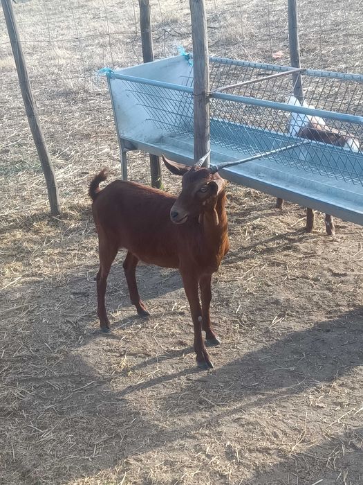 Chibos e chibas para venda