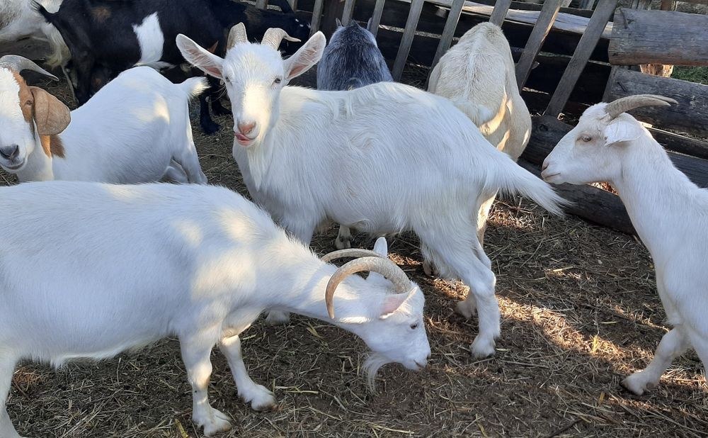 Заано-альпийские козы.