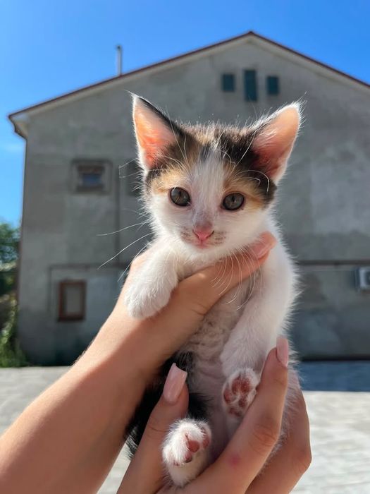 Віддам котиків в хороші руки