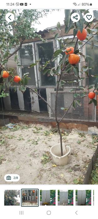 У продажі  на весну викопні дворічні саджанці  хурми( сорта на фото)