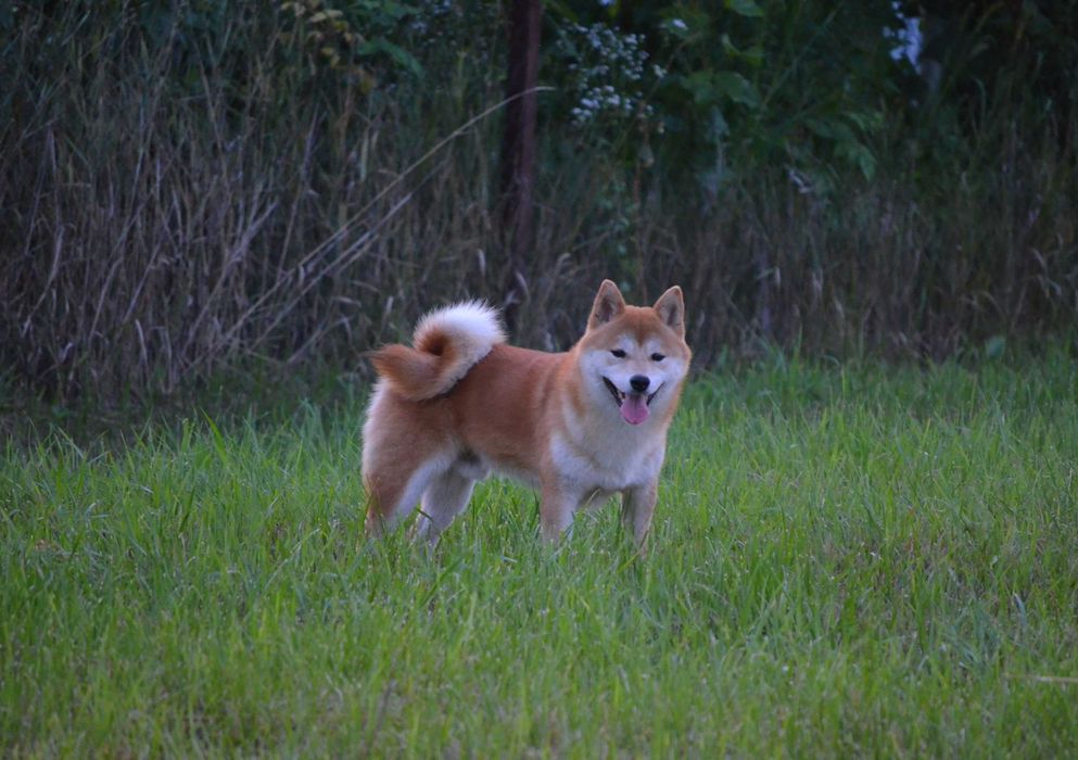 Шиба/Сіба,продаж  кобеля,  КСУ-FCI з ген.тестами.Є "Оплата частинами"