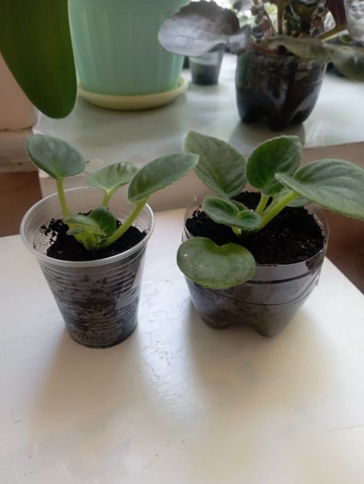 Фіалочки. Сеноплії