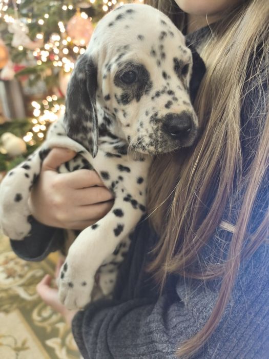 Dalmatynczyk Suczka Rodowód