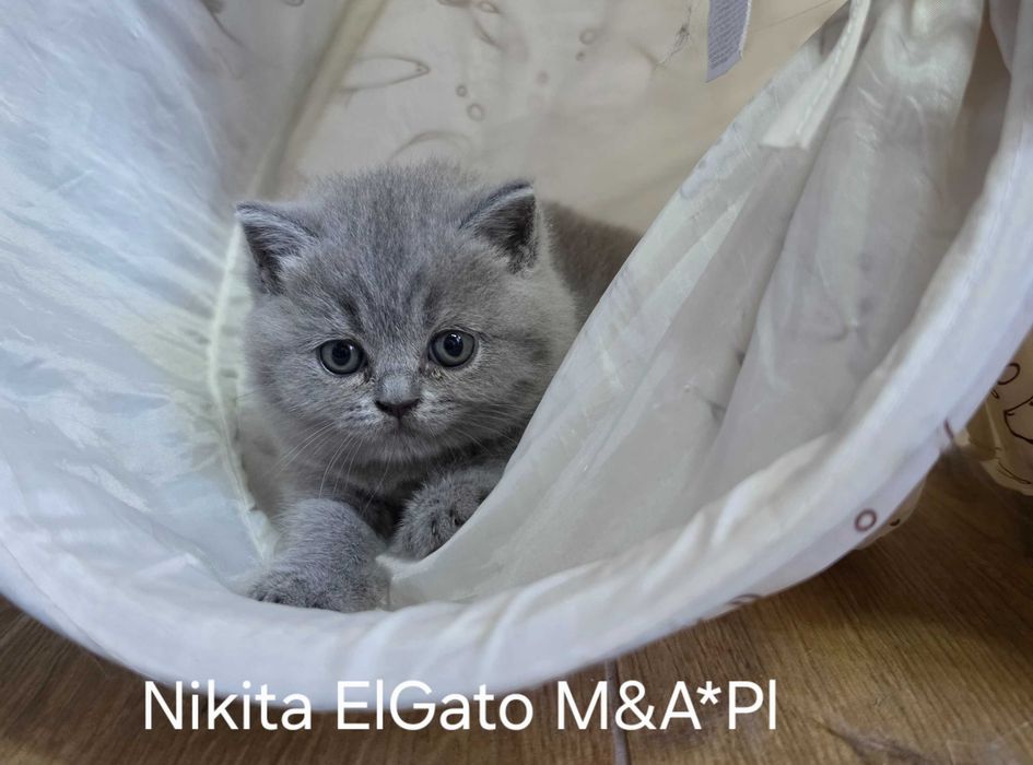 KOTKA brytyjska krótkowłosa ElGato M&A