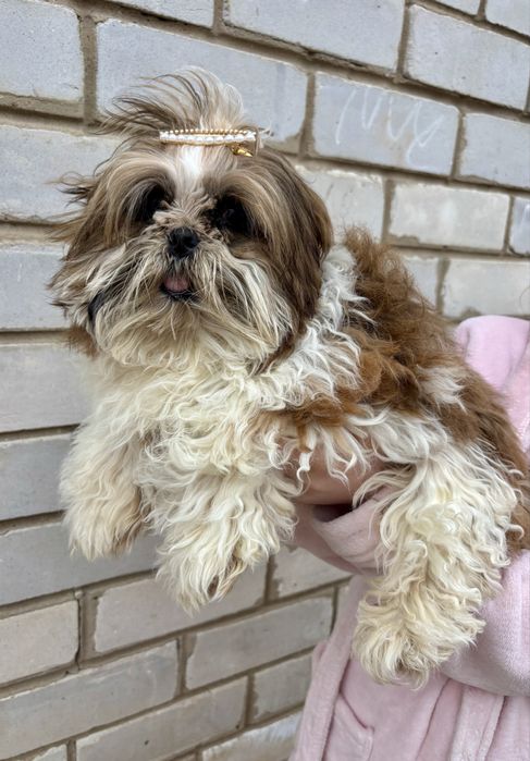 Продам хлопчиків ши-тцу