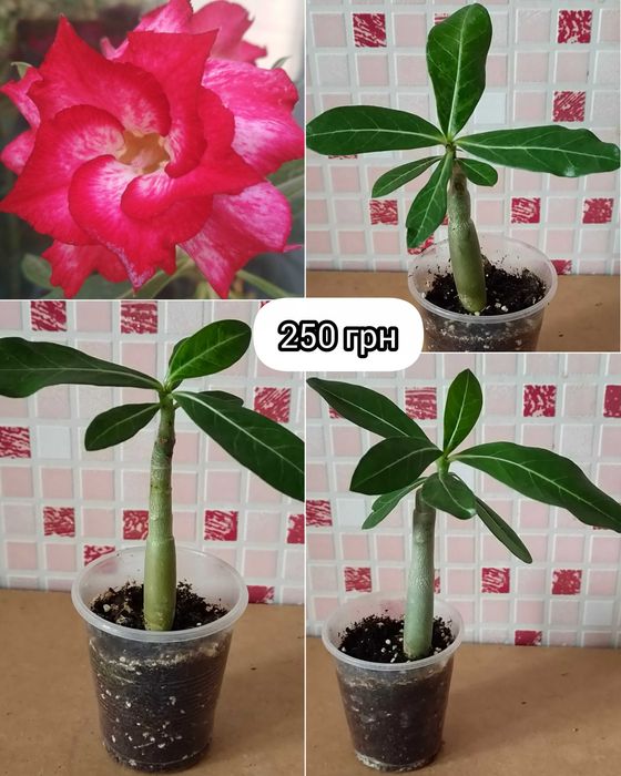 Адениум привитый белый махровый