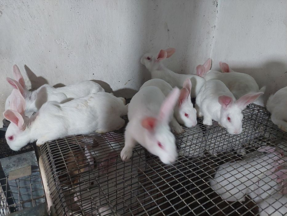 Молді кролики. Термонська біла